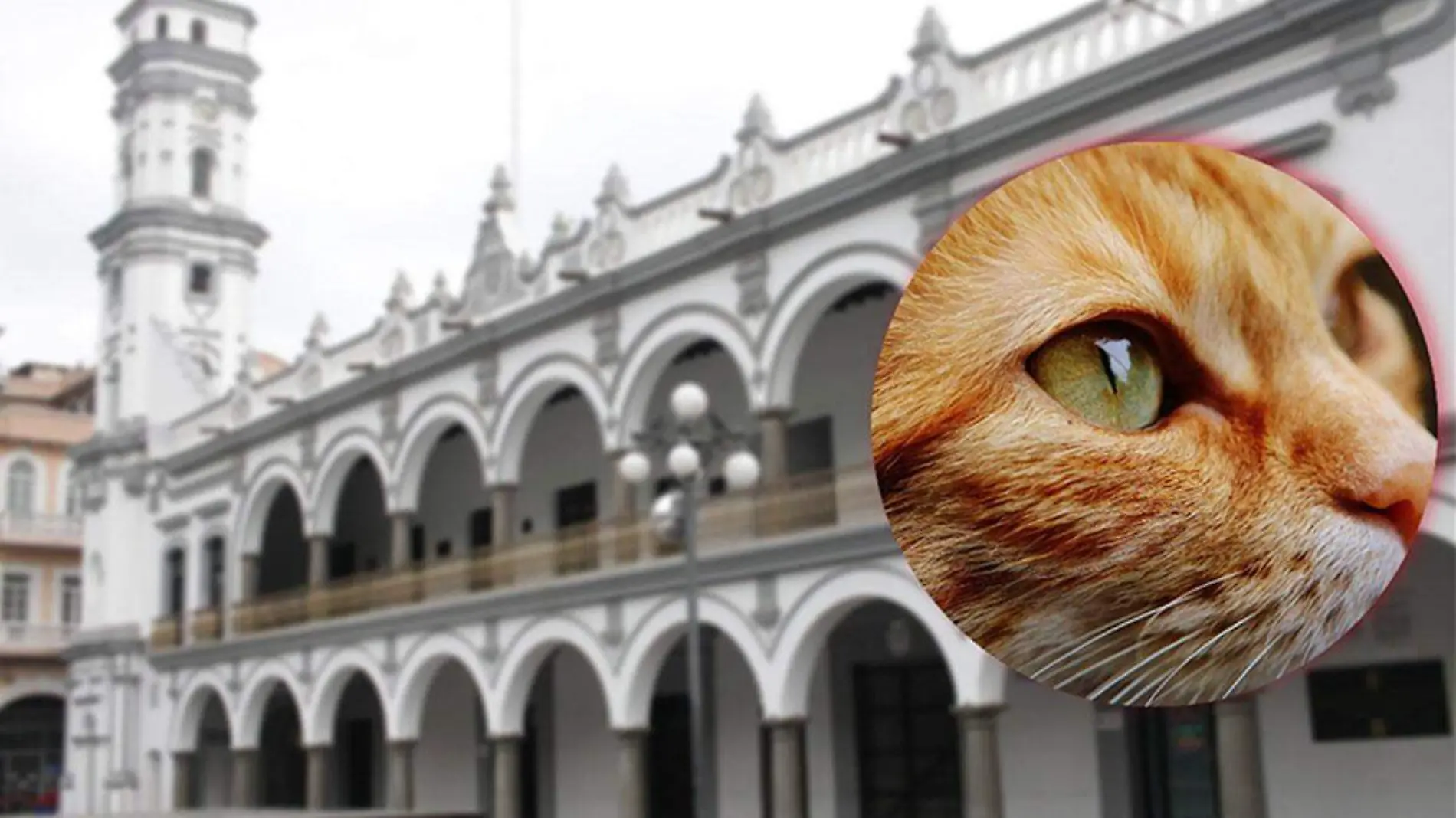 Gato-licenciado-del-palacio-municipal-de-Veracruz