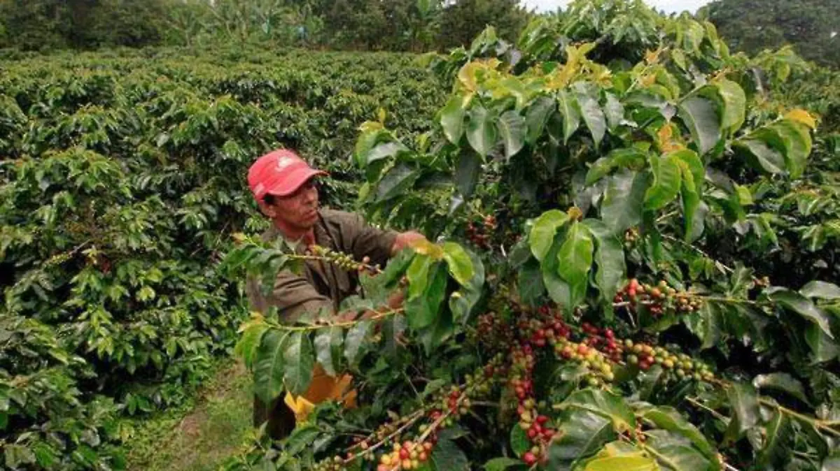 Sequía afecta al cultivo de café