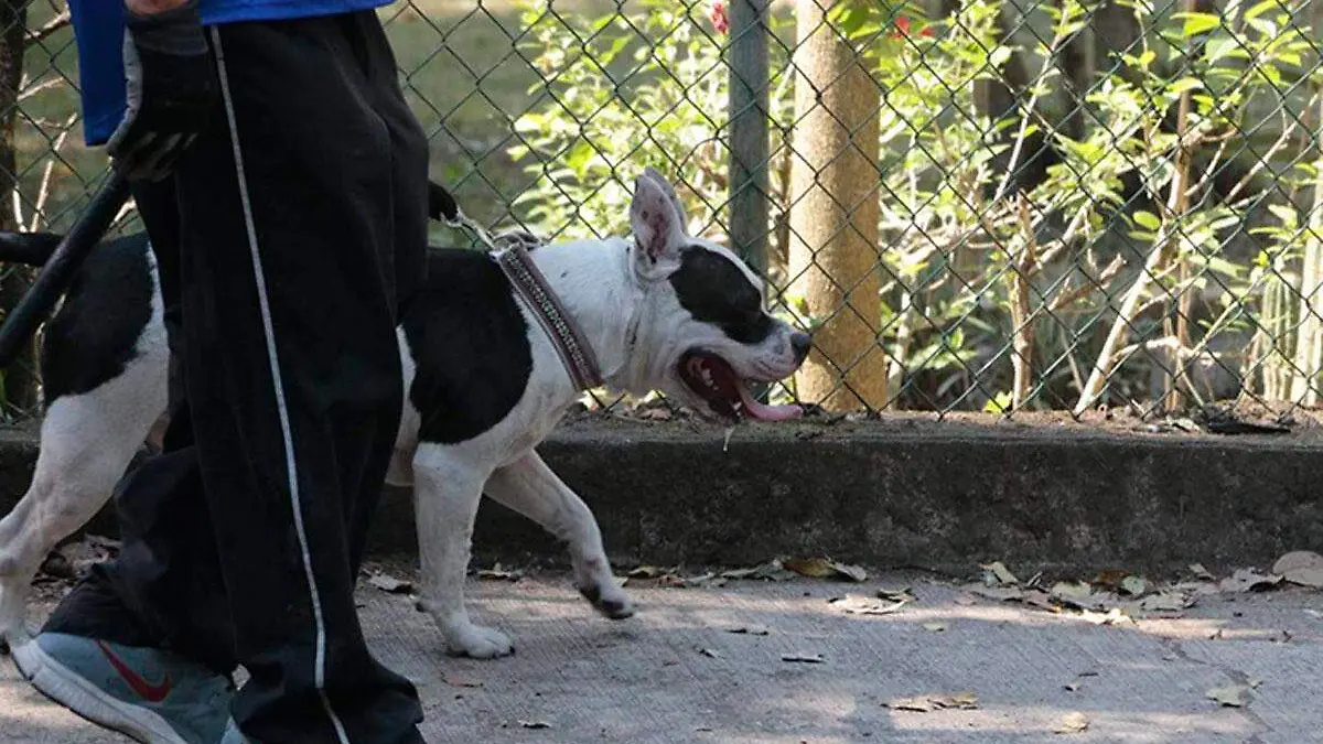 Como-evitar-un-golpe-de-calor-en-mascotas