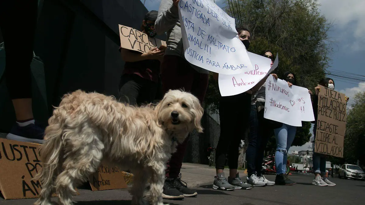 765672_Protesta Justicia Perrita Ámbar-3_web