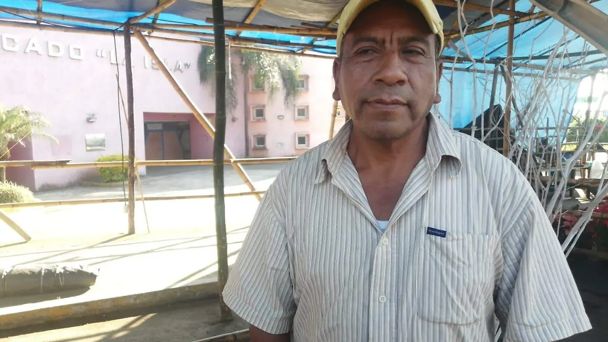 Mejora veta de pinos
