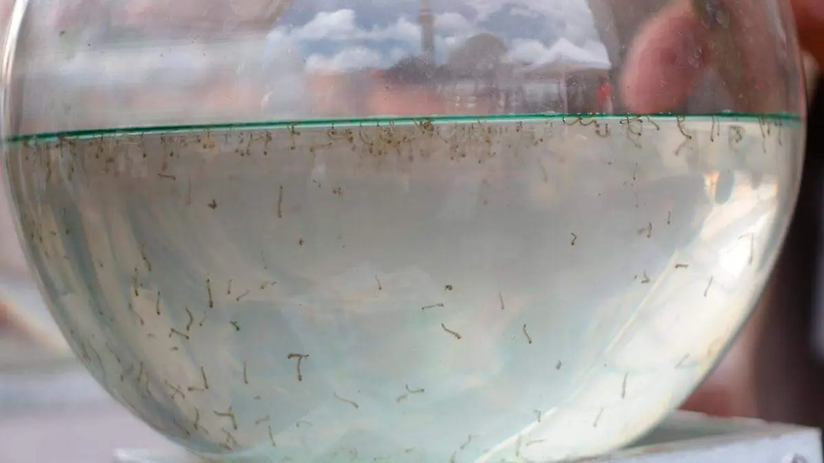 Dengue
