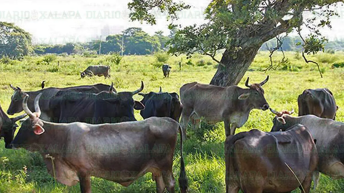 renevacas