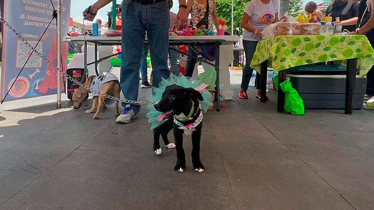 Padrinos-con-causa-realizan-caminata-de-adopcion