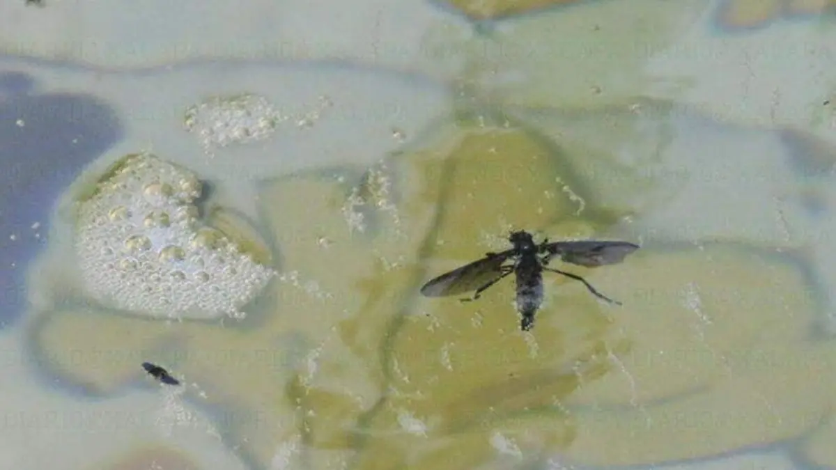 DENGUE3
