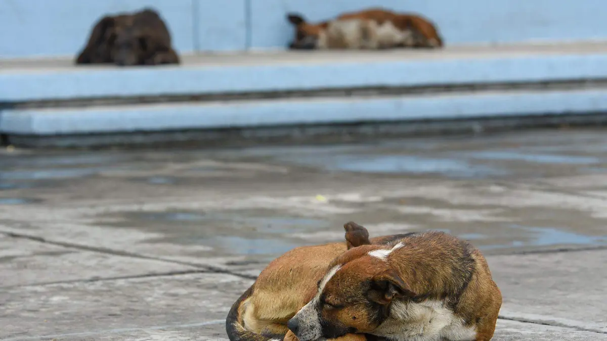 940383_Día Mundial del Perro -2.jpg _web