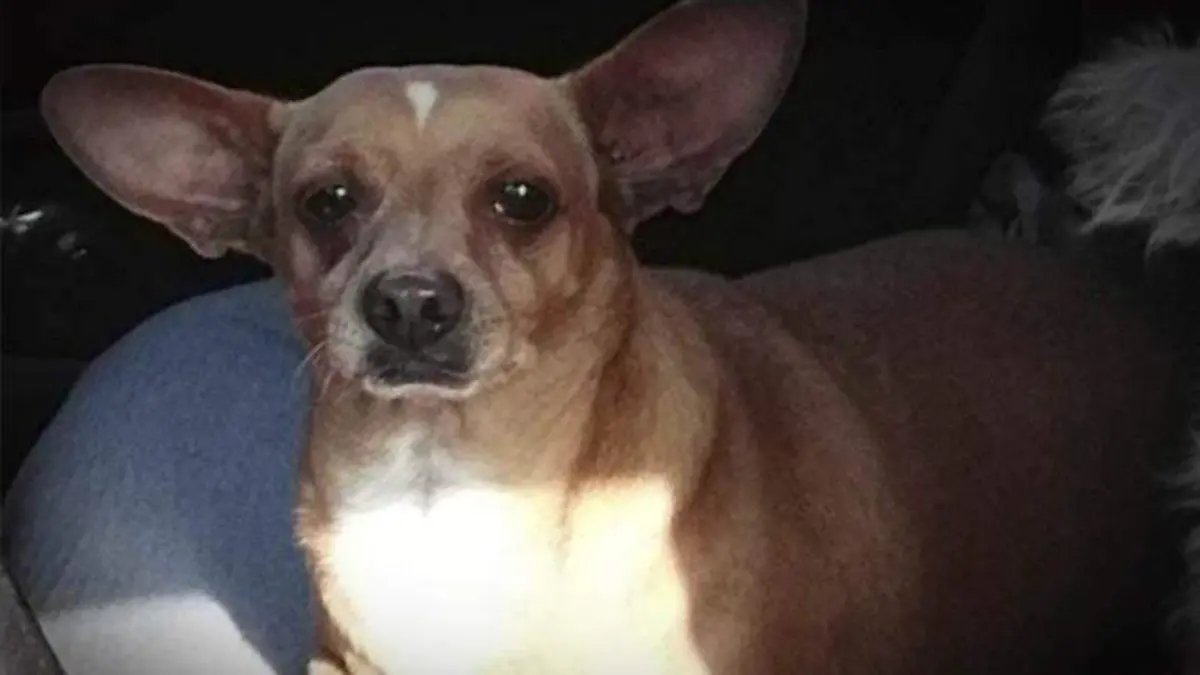 Perrita desaparecida