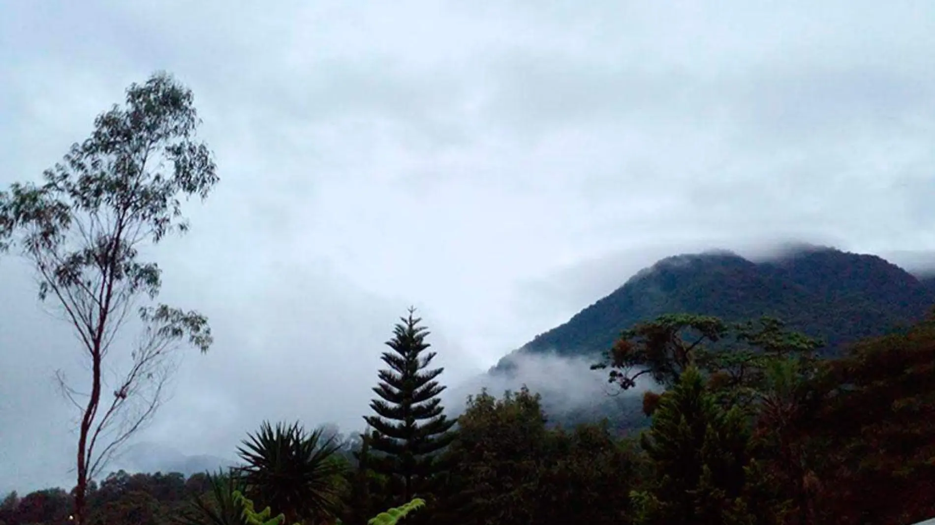 Bosques-se-extinguen-por-cambio-climatico