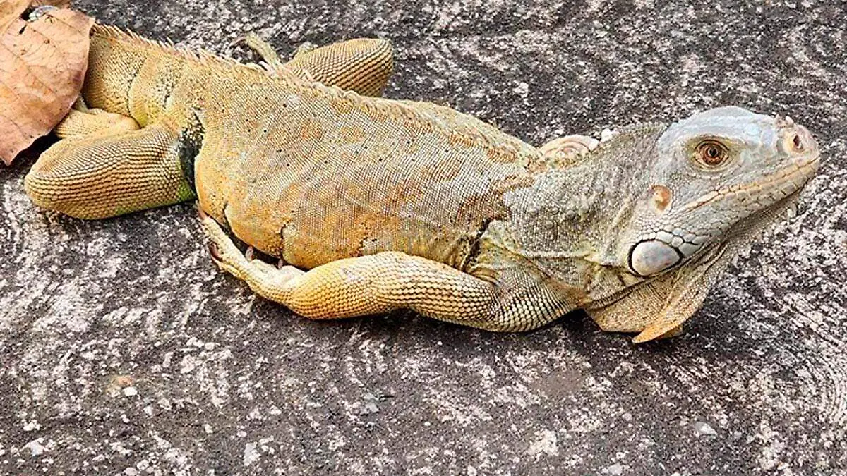 2-Kaiser-es-una-iguana-que-esta-extraviada-en-Cordoba