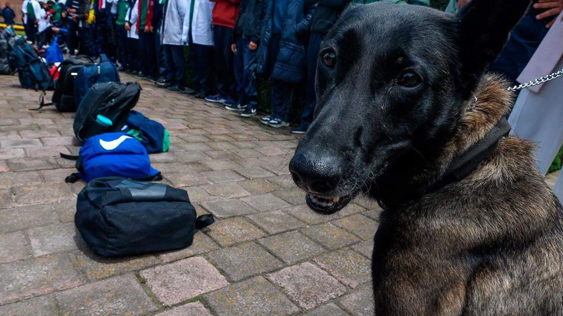 879552_Operativo-Mochila-con-binomios-caninos--5_web