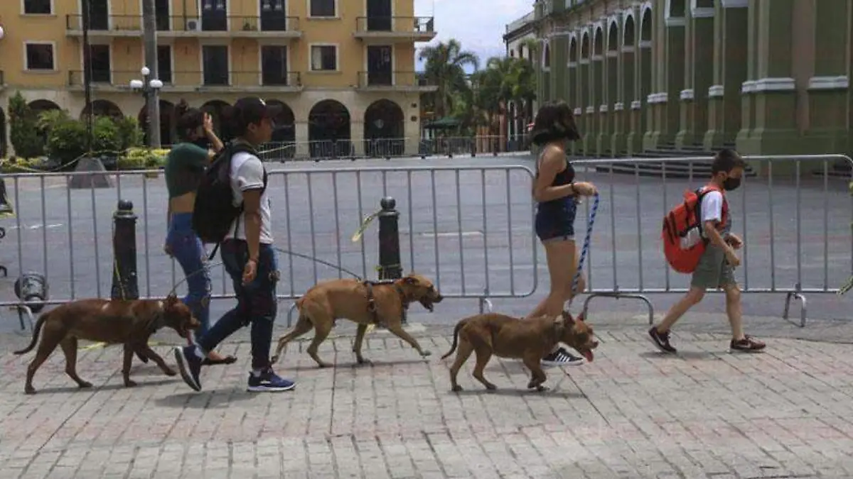 perritos