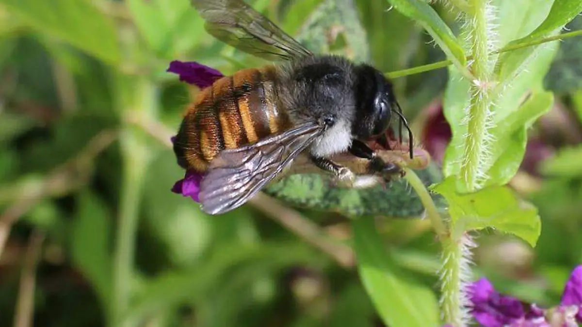 Abeja