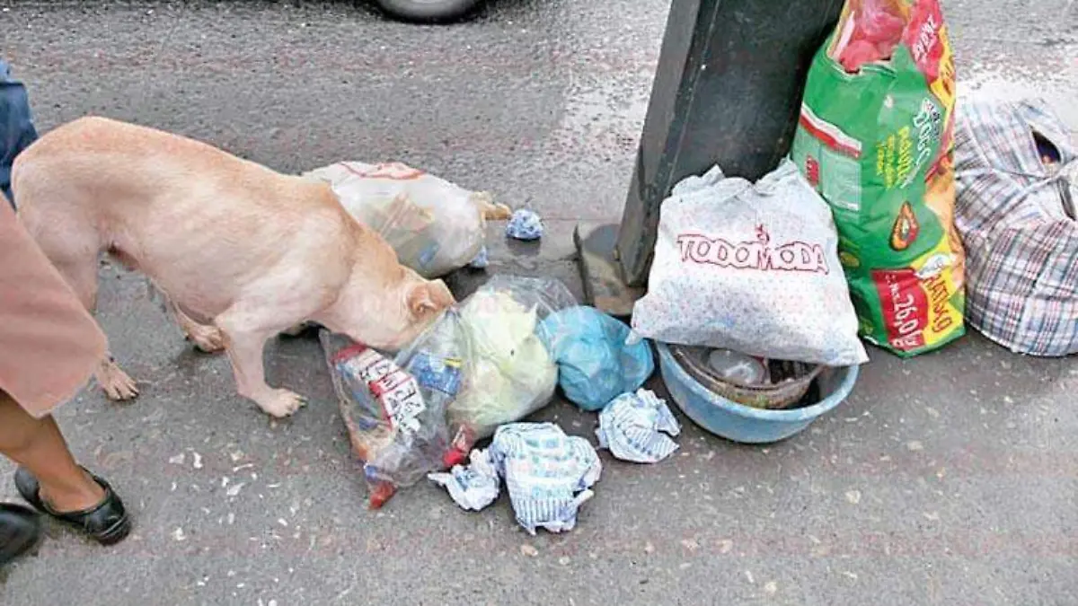 perros