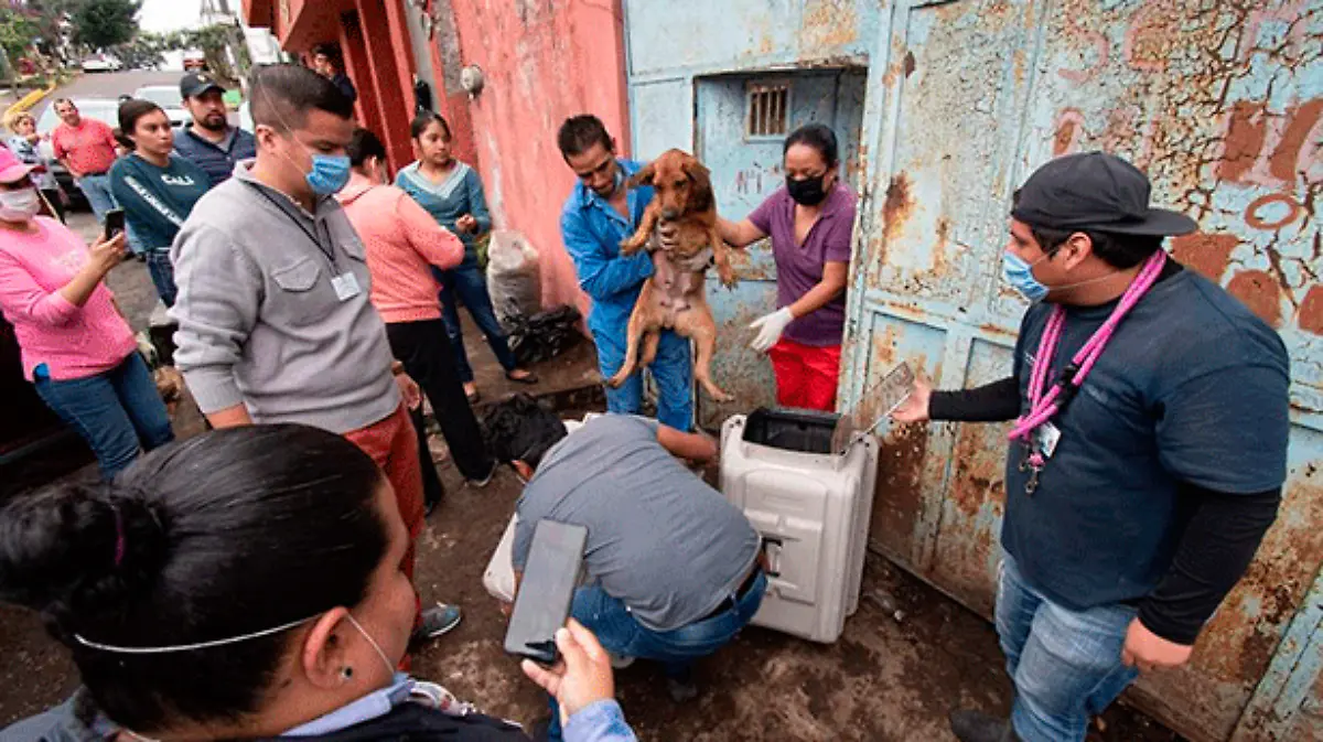 perro8
