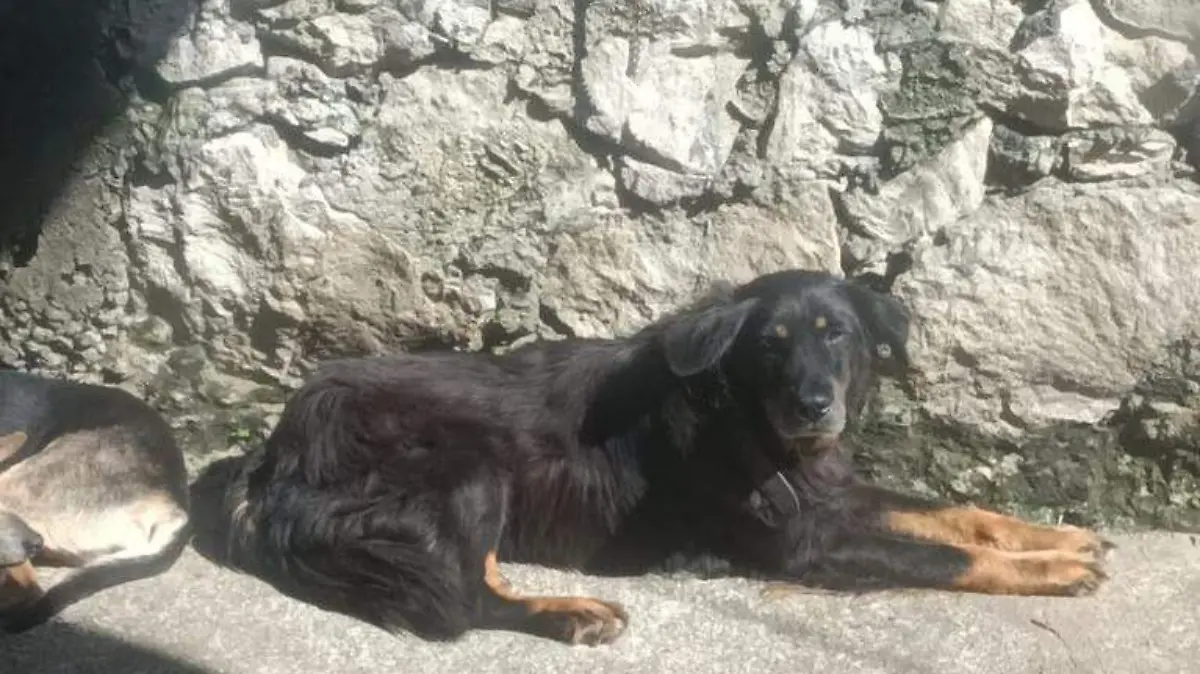 Perro