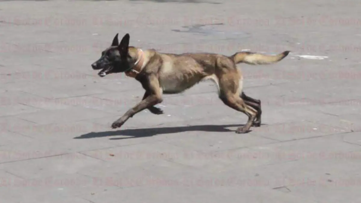 Perro corriendo