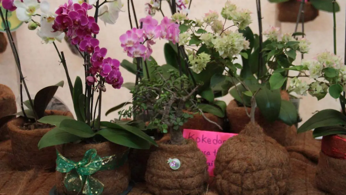 "Kokedama" macetas de coco