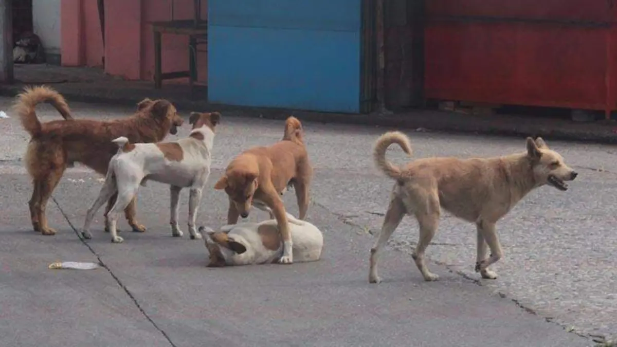 perros