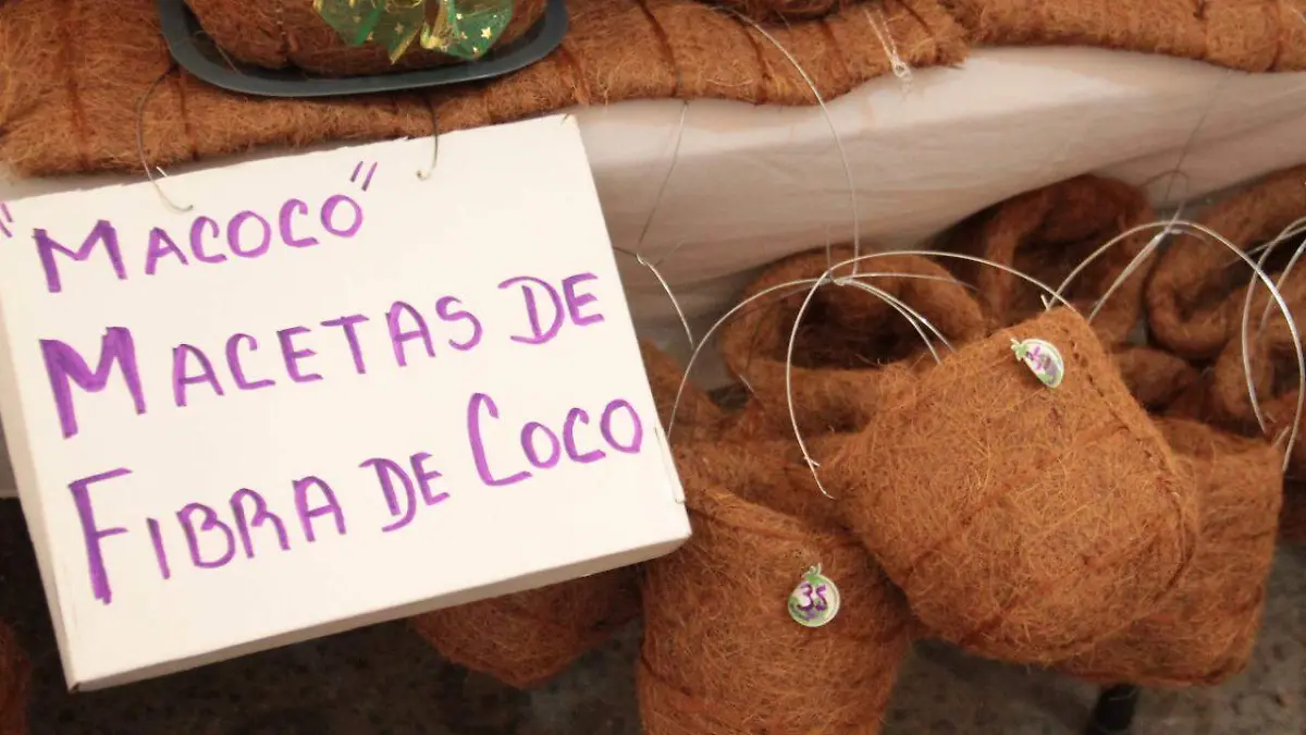 "Macoco" macetas de coco
