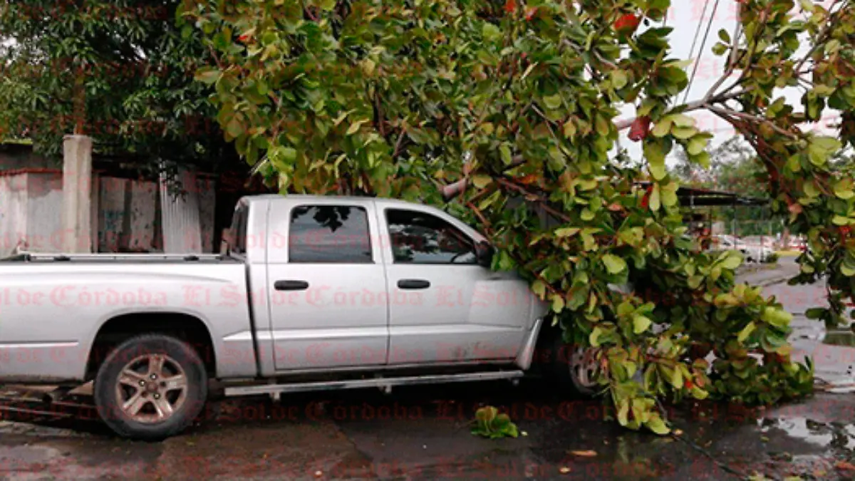 árbol-cae