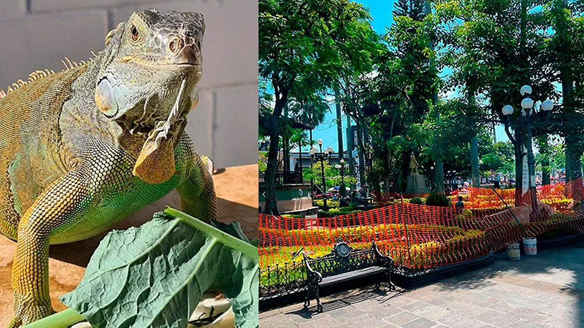 Kaiser-es-una-iguana-que-esta-extraviada-en-Cordoba