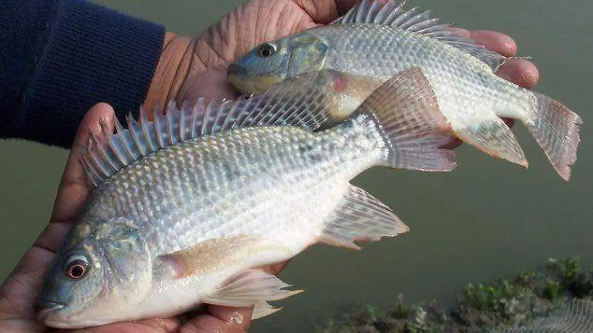 Mojarra