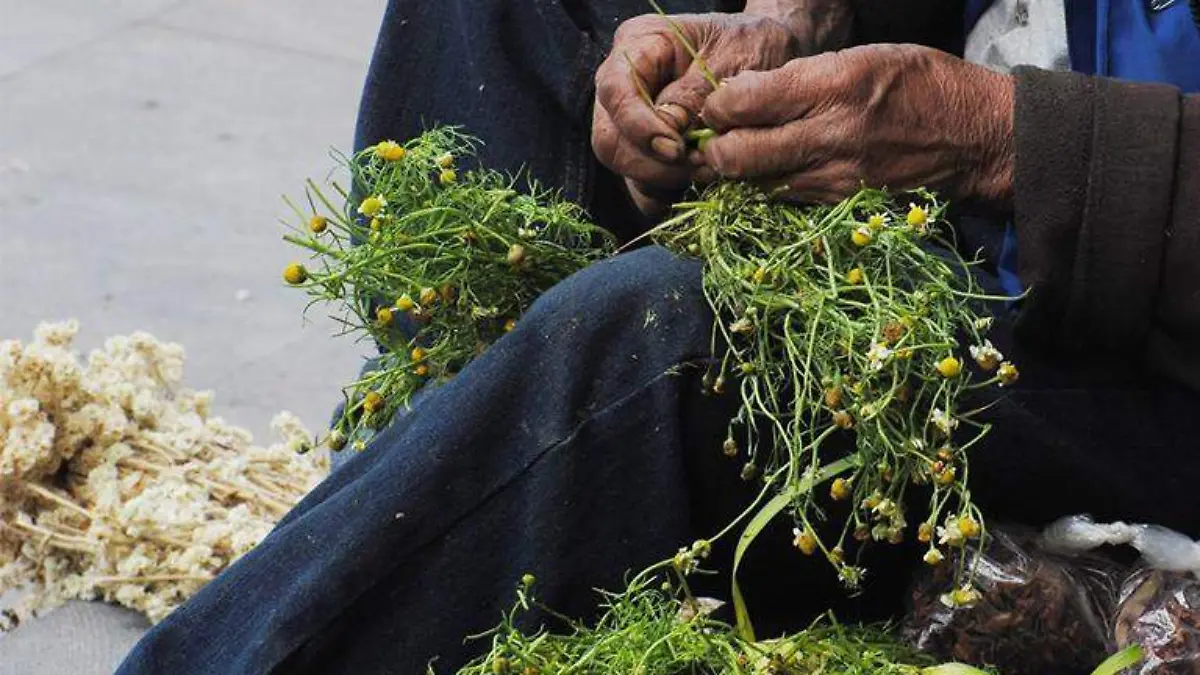 Plantas medicinales
