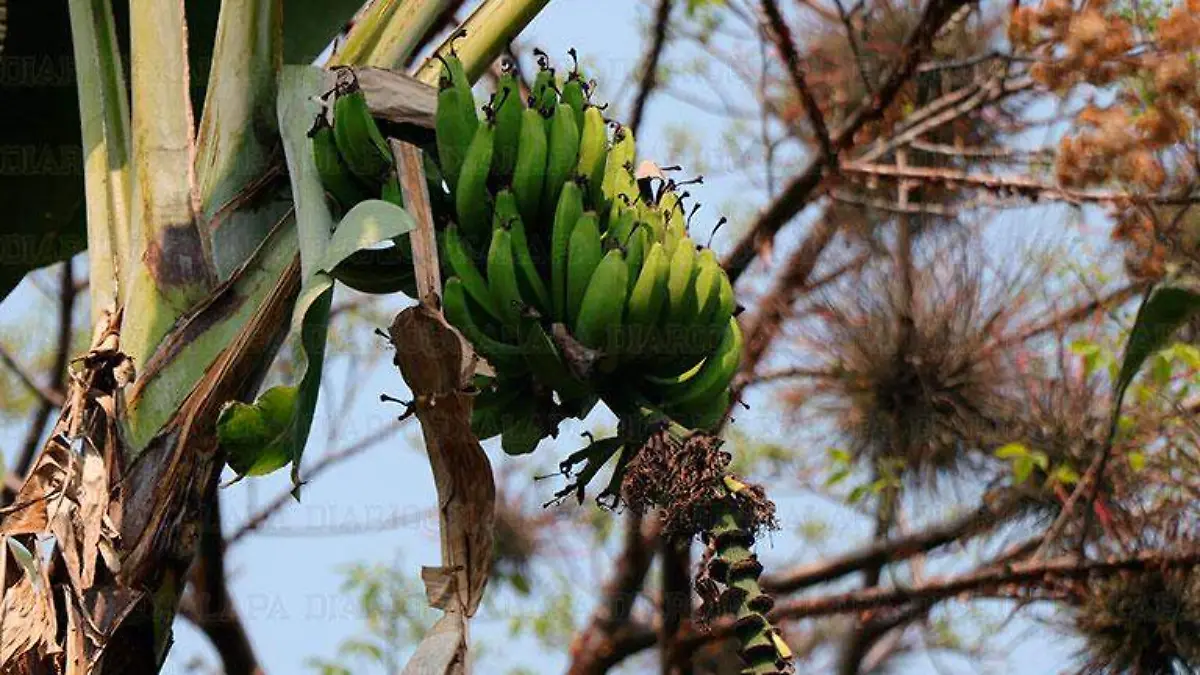 Cultivos-de-plátano1
