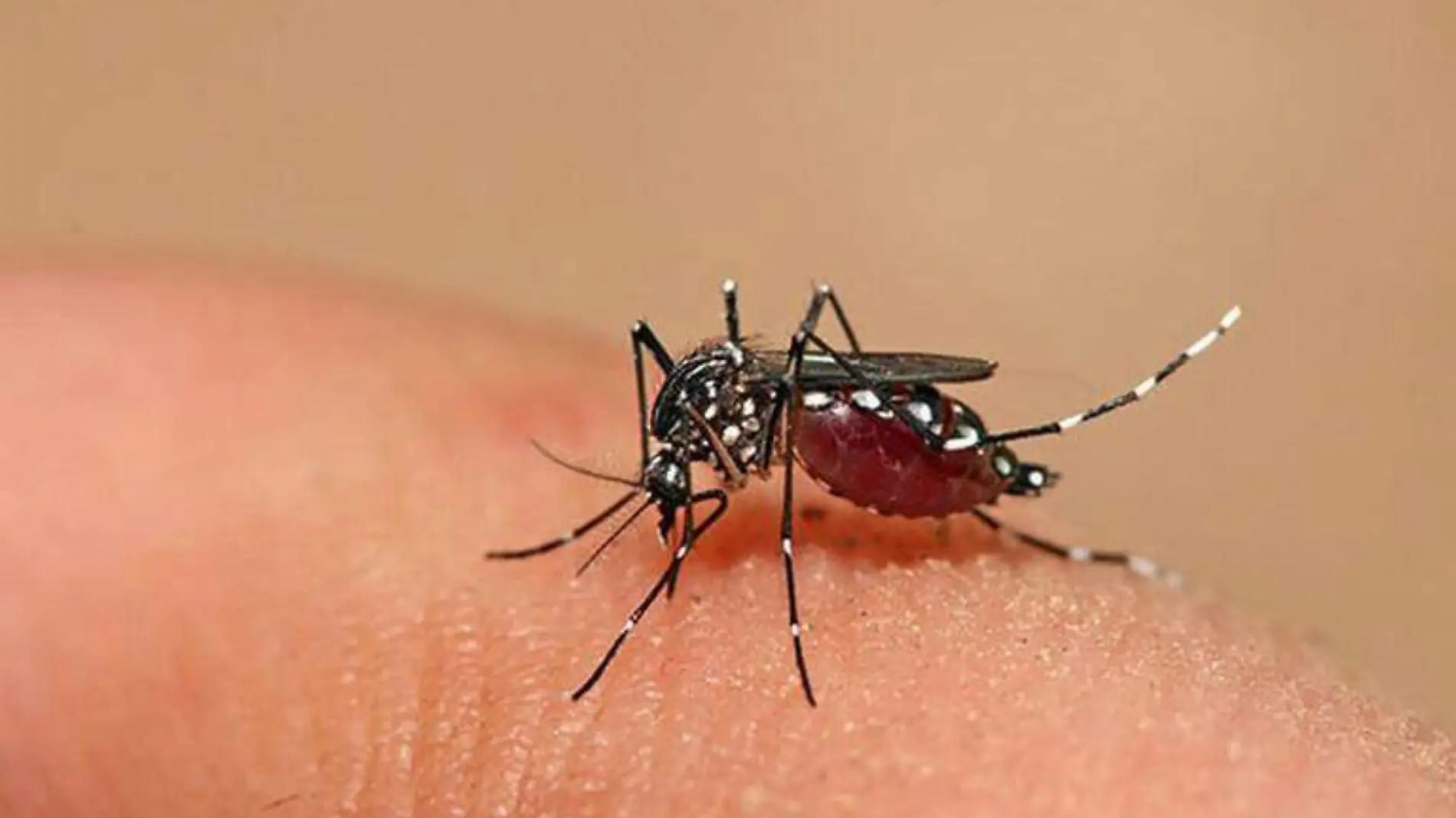 Dengue