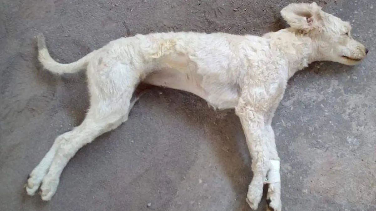 Perro