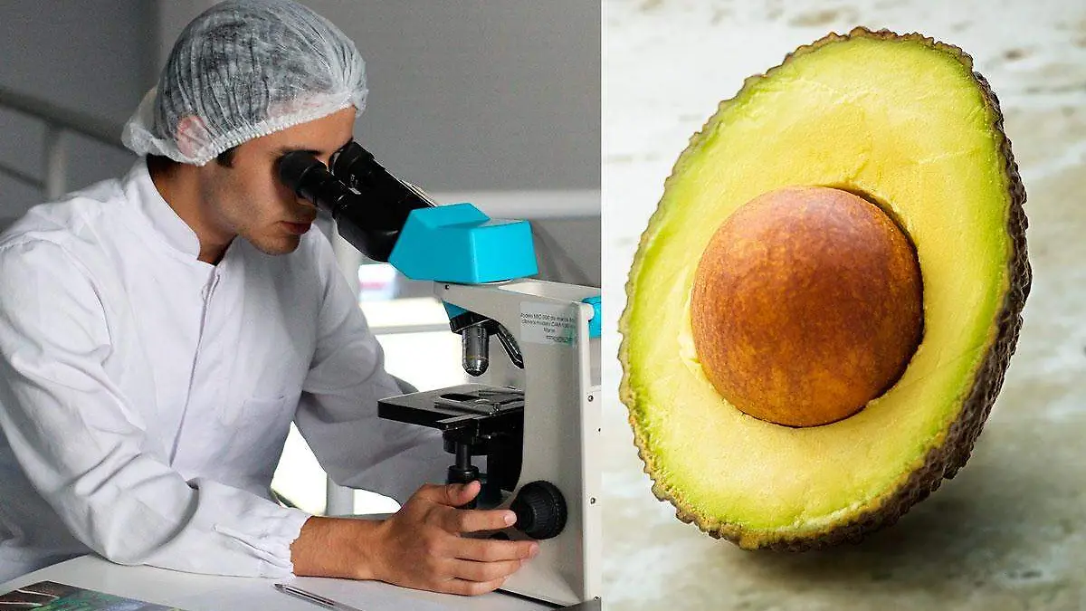 Hueso-de-aguacate-podria-salvar-vidas-revela-estudio-del-Tec-de-Monterrey