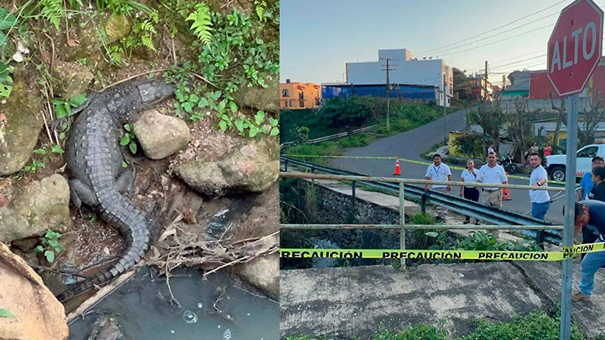 Cocodrilo-visto-en-cordoba-no-ha-sido-localizado-por-PC