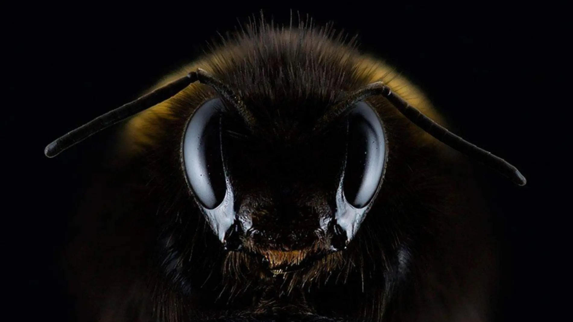 Como-actuar-ante-un-ataque-de-abejas-africanas-en-Cordoba