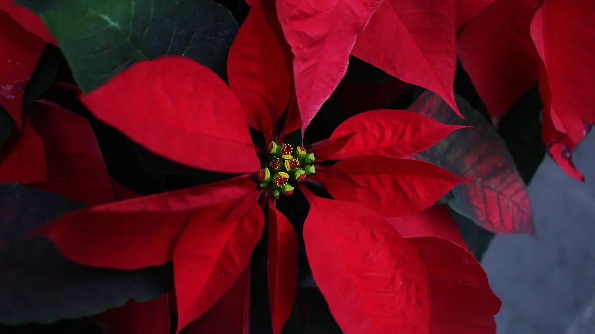 Nochebuena flor