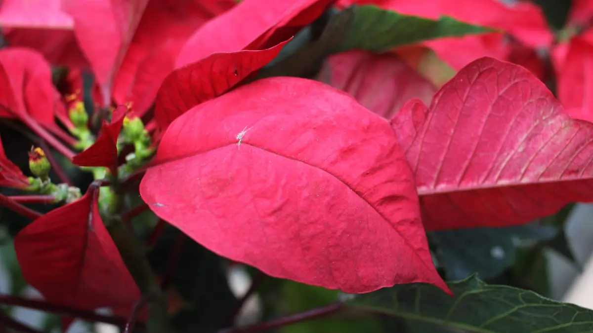 Nochebuena flor