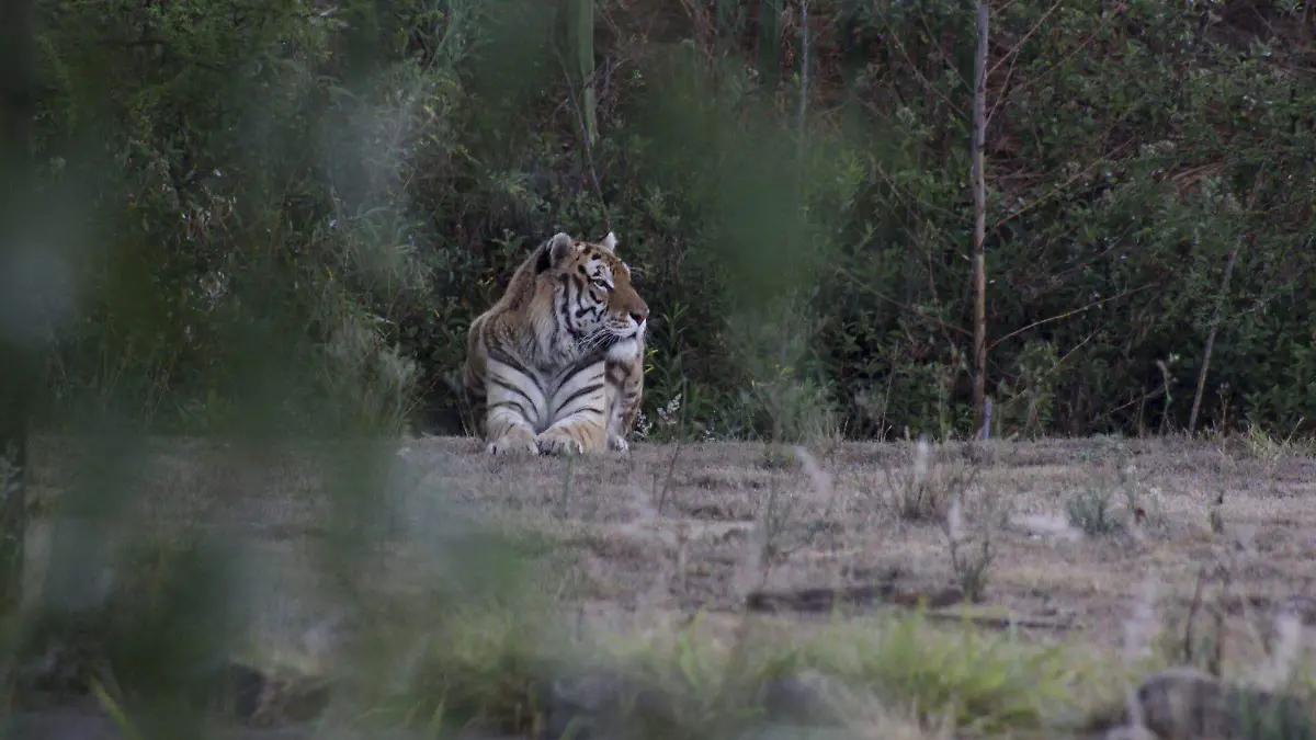 348346_Tigre Oaxaca_web