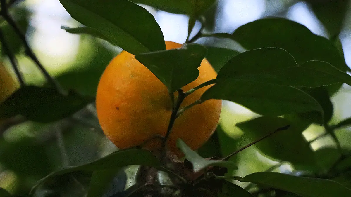 Naranja-veracruzana-4