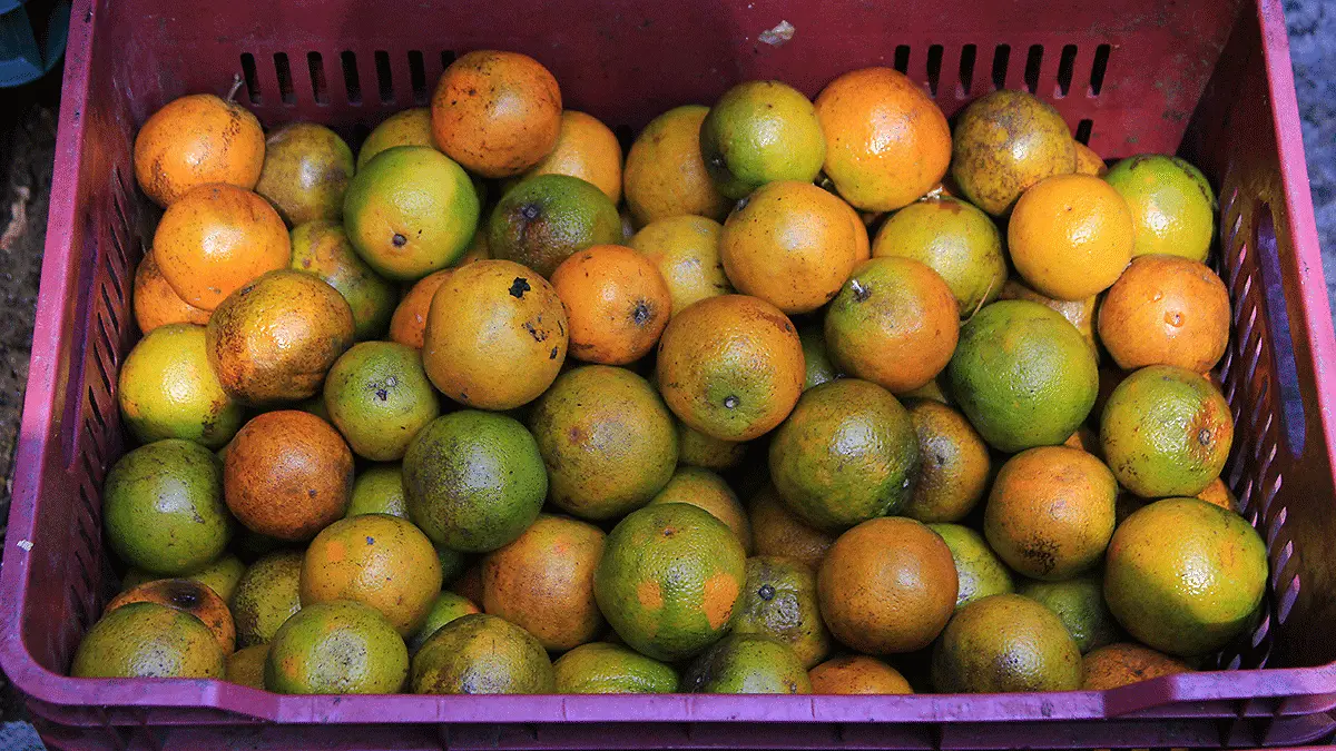 Naranja-veracruzana-2