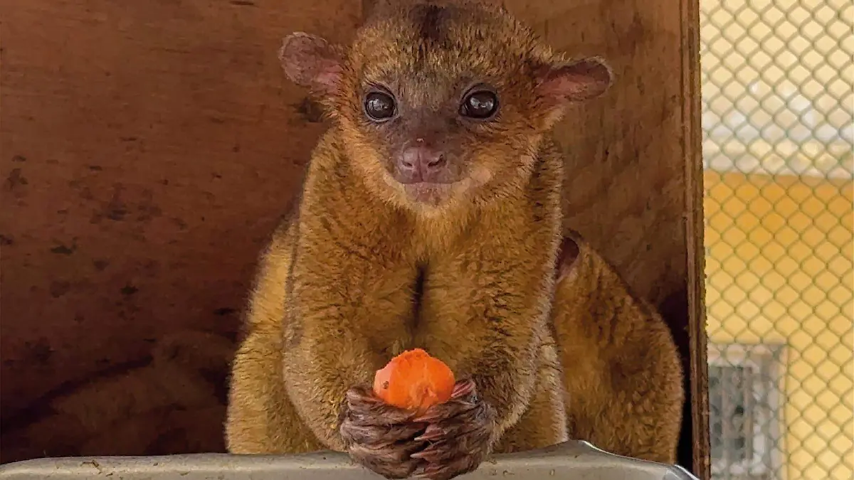 uma orizaba martucha