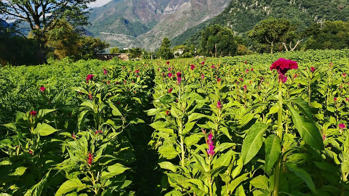 flores- adriana (3)