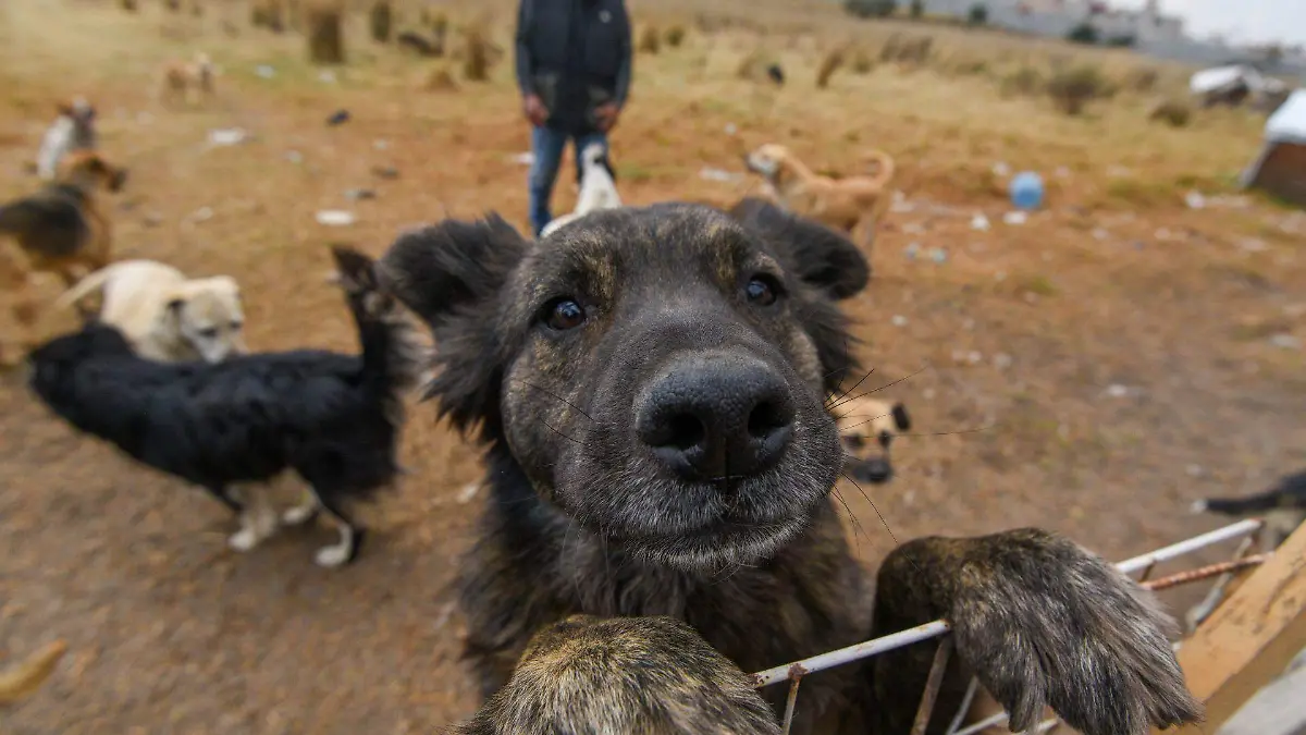 1019980_Perritos buscan hogar por desalojo de Refugio_web