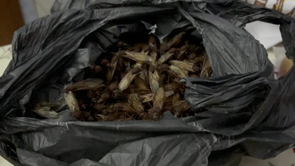 Empieza la temporada de hormigas chicatanas en Córdoba 