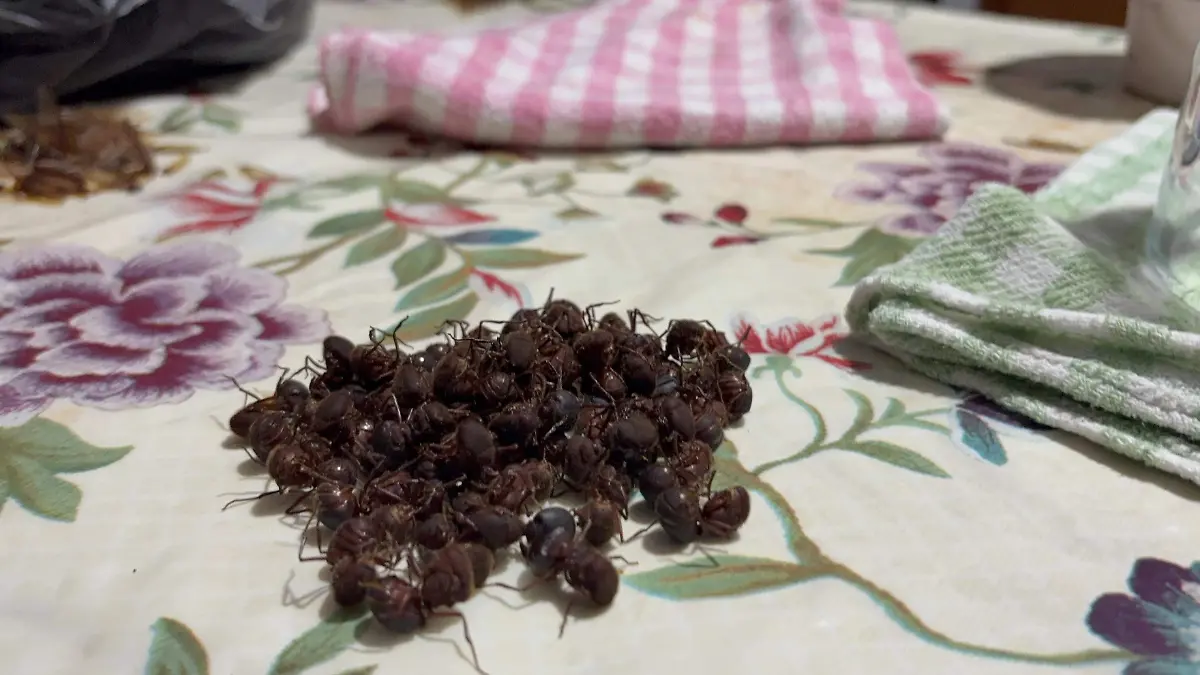 Empieza la temporada de hormigas chicatanas en Córdoba 