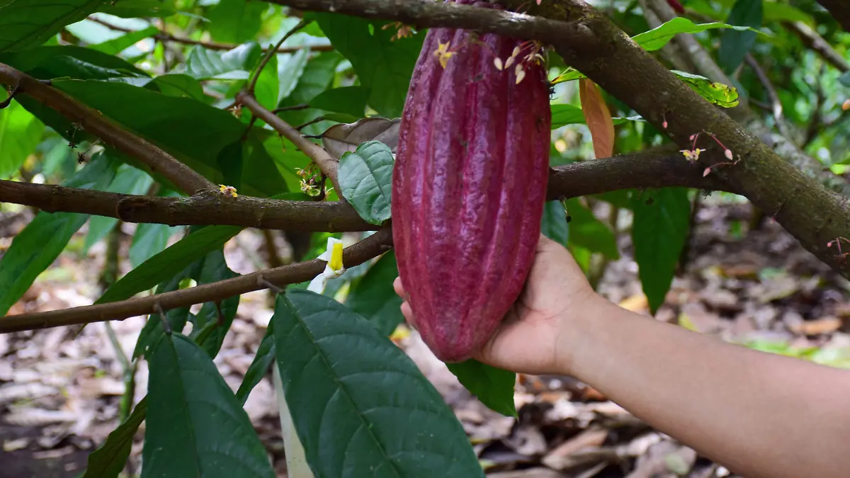 902653_Cultivo Experimental Cacao Chiapas_impreso