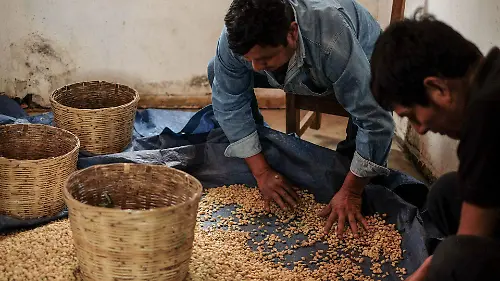 1025132_caficultores Majomut_web