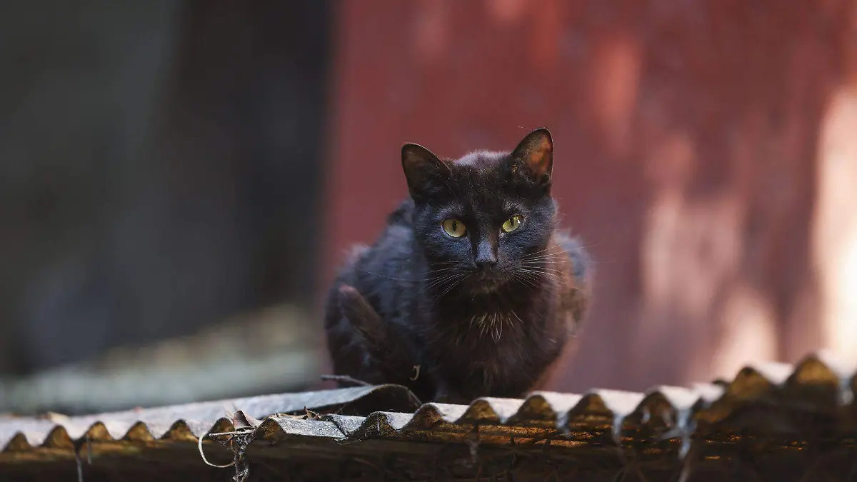 1031028_Gato Negro_web