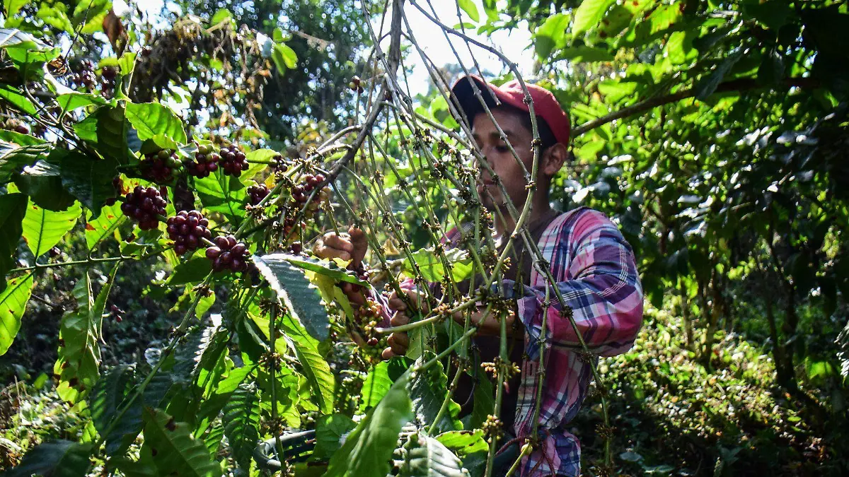 852715_Cultivo de café-Tapachula_web