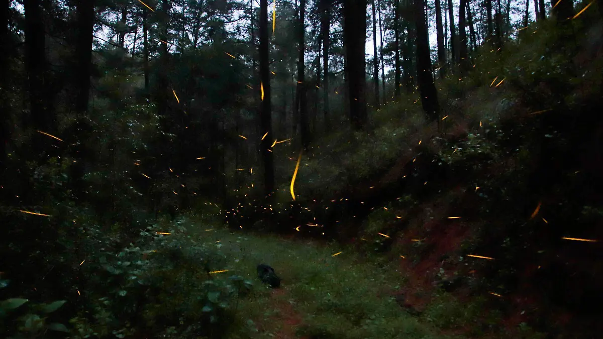 Rituales en el bosque por solsticio de invierno 