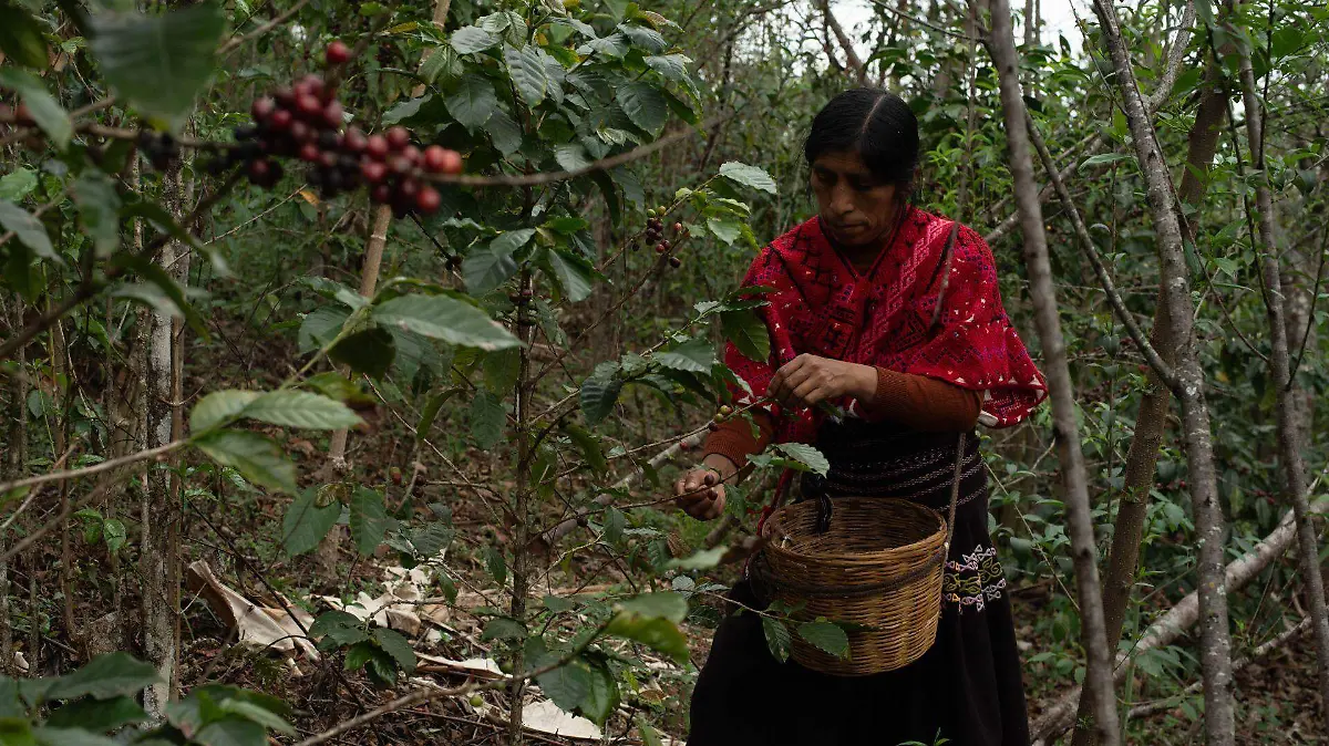 972766_Mujeres Cafetaleras_web