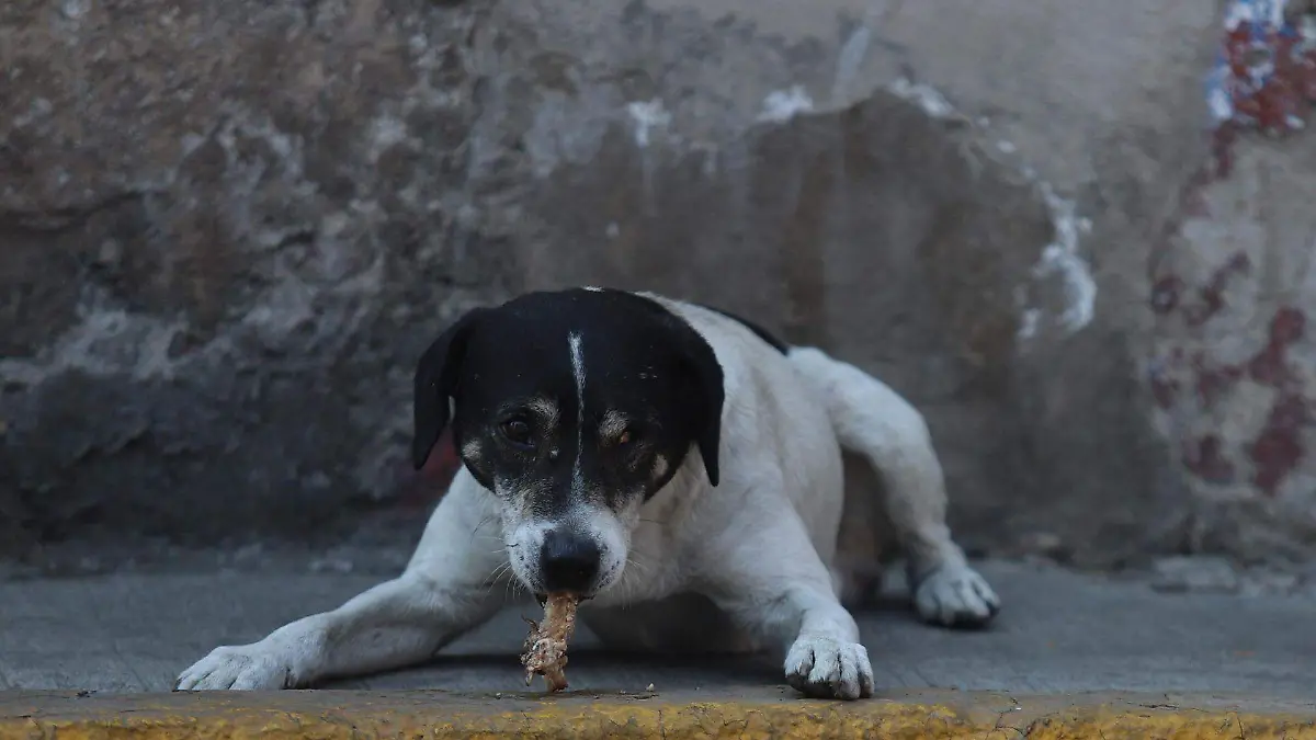 1063571_Cotidiana perrito calle_web